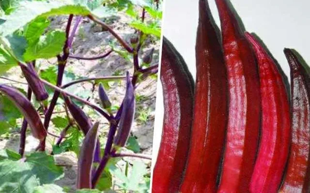 ୨୩ ବର୍ଷ ପରିଶ୍ରମର ମିଳିଲା ଫଳ ! ଦେଶୀ ଭେଣ୍ଡି ହେଲା ଲାଲ୍ , ଆଣ୍ଟି ଅକ୍ସିଣ୍ଡେଟ୍ , ଆଇରନ୍ ଏବଂ କ୍ୟାଲସିୟମ୍ ପୋଷକ ତତ୍ତ୍ୱରେ ଭରପୁର ଏହି ଭେଣ୍ଡି ।