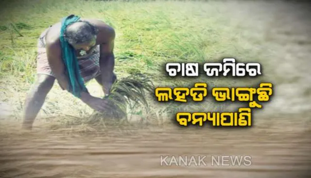 ଅଣ୍ଟାଏ ପାଣିରେ ବୁଡିଛି ଧାନଗଛ : କେବେ ଛାଡିବ ପାଣି, ଶୁଖିବ ଜମି , ଚିନ୍ତାରେ ଚାଷୀ