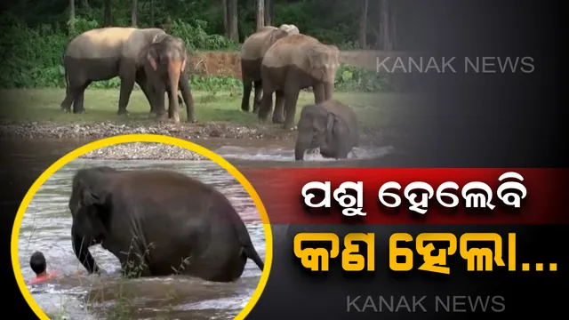 ପଶୁ ହେଲେ ତ କଣ ହେଲା...ନଦୀରେ ଯୁବକଙ୍କୁ ବୁଡି ଯାଉଥିବାର ଦେଖି ପାଣିକୁ ଡେଇଁ ପଡିଲା ହାତୀ ଛୁଆ
