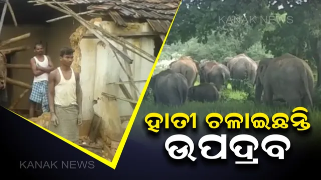 କରଞ୍ଜିଆ ଓ ଚୌଦ୍ୱାରରେ ହାତୀ ଆତଙ୍କ । ମାସ ଭିତରେ ଭାଙ୍ଗିଲାଣି ୫୦ରୁ ଅଧିକ ଘର, ଗାଁ ମୁଣ୍ଡ ଧାନବିଲରେ ଡେରା ପକାଇଛନ୍ତି ୨୨ଟି ହାତୀ