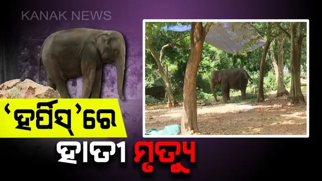 ହର୍ପିସ ଭୂତାଣୁରେ ନନ୍ଦନକାନନରେ ହୋଇଛି ୪ ହାତୀଙ୍କ ମୃତ୍ୟୁ : ଆସାମ ଓ ବରେଲିରୁ ଆସିଲା ରକ୍ତ ନମୂନା ରିପୋର୍ଟ, ସେପଟେ ଚନ୍ଦକା-ଡମପଡା ଅଭୟାରଣ୍ୟରେ ମାଈହାତୀ ଗୁରୁତର