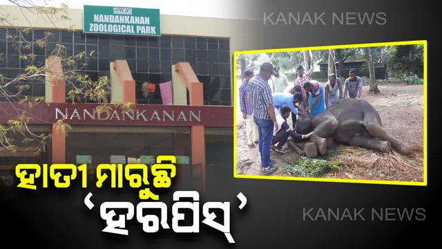 ନନ୍ଦନକାନନରେ ହାତୀ ମଡକ: ମାସକ ମଧ୍ୟରେ ହେଲାଣି ୩ ହାତୀଙ୍କ ମୃତ୍ୟୁ