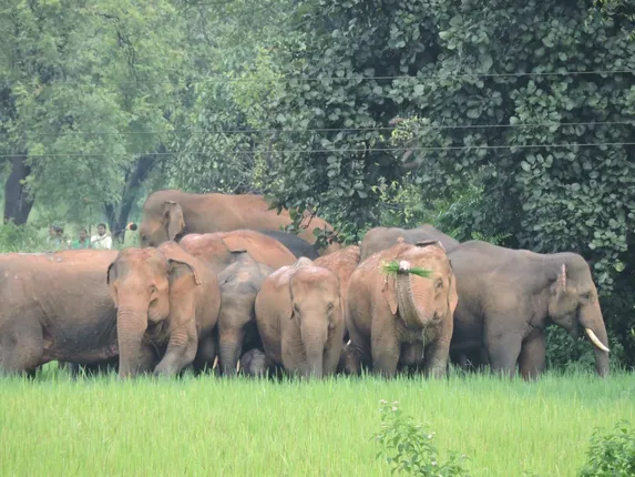 ଓଡ଼ିଶାରେ ହାତୀ-ମଣିଷ ସଂଘର୍ଷ ‌ଶୀର୍ଷରେ । ସରକାରଙ୍କୁ ଘାରିଲାଣି ହାତୀ ସୁରକ୍ଷା ଚିନ୍ତା । ତୃଣମୂଳସ୍ତରରୁ କାର୍ଯ୍ୟ କରିବ କଣ୍ଟ୍ରୋଲ ରୁମ୍‌