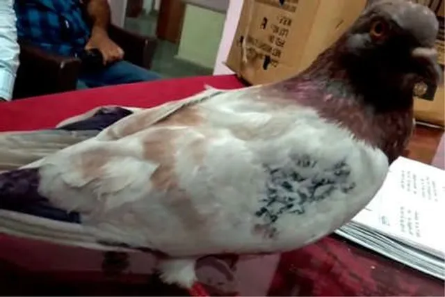 ଭାରତରେ ପାକିସ୍ତାନ ପାରା ! ଶ୍ରୀଗଙ୍ଗାନଗର ସୀମାକୁ ଅତିକ୍ରମ କଲା ପାକିସ୍ତାନ ପାରା , ଲାଞ୍ଜରେ ଲାଗିଛି ମୋହର ।