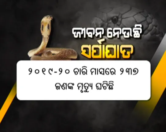 ସାପ ନେଉଛି ଜୀବନ । ଗୋଟିଏ ଦିନରେ ଗଲା ୬ ଜଣଙ୍କ ଜୀବନ, ନଜର ପକାନ୍ତୁ କେଉଁ ବର୍ଷ କେତେ ଲୋକଙ୍କର ସାପ କାମୁଡାରେ ଯାଇଛି ଜୀବନ