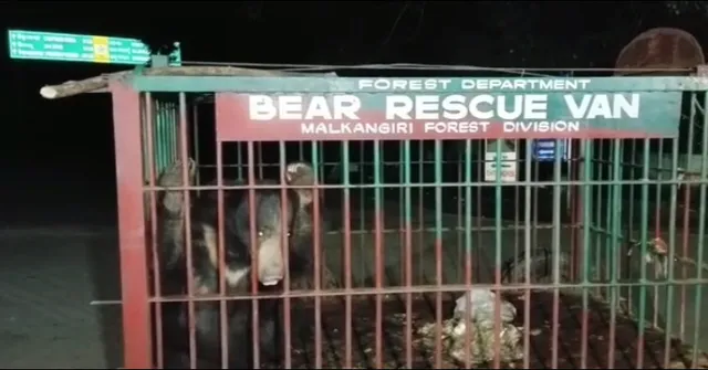 ଯନ୍ତାରେ ପଡିଲା ଭାଲୁ । ୧ ମାସ ଧରି ଆତଙ୍କ ଚଳାଇଥିଲା , ବନବିଭାଗ ହାତରେ ଧରାପଡିଲା