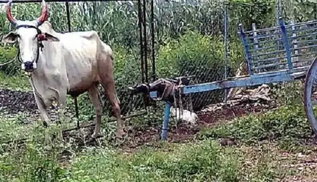 ଶଗଡ ଗାଡି ଉପରେ ବି ଚାଲାଣ କାଟିଲା ପୋଲିସ । ଚାଷୀ କାରଣ ପଚାରିବାରୁ ହଡବଡେଇ ଗଲେ ।