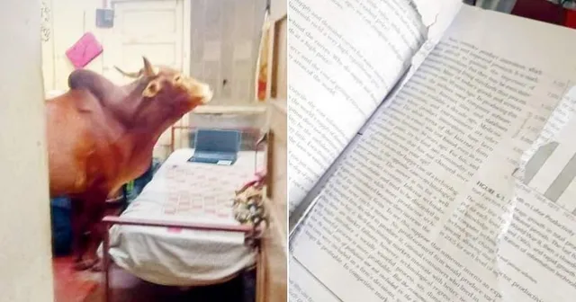 ହଷ୍ଟେଲରେ ପଶିଲା ଗାଇ , ଖାଇଗଲା ଛାତ୍ରଛାତ୍ରୀଙ୍କ ବହି ! ପୁଣି ଚର୍ଚ୍ଚାର ପରିସରକୁ ଆସିଲା  ଆଇଆଇଟି ମୁମ୍ବାଇ ।