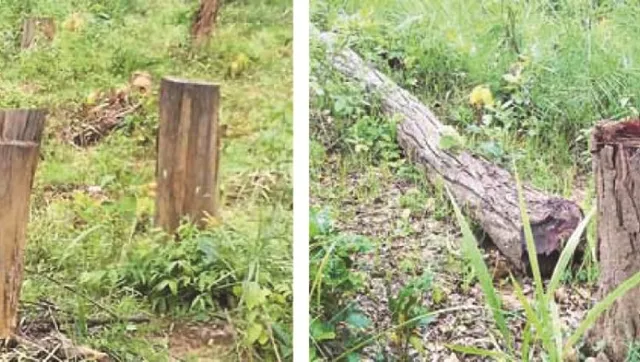 ନୟାଗଡ଼ ଜିଲ୍ଲାରେ କାଠମାଫିଆଙ୍କ ଦୌରାତ୍ମ୍ୟ : ଅବାଧରେ କାଠ କାଟିବା ସହିତ ନିର୍ଭୟରେ ବାହାରକୁ ଚୋରା ଚାଲାଣ ହେଉଛି ବଡ଼ ବଡ଼ ଗଛ