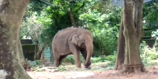 ନନ୍ଦନକାନନରେ ଆଖି ବୁଜିଲା ଛୁଆ ହାତୀ ଗୌରୀ । ଗତ ଗୋଟିଏ ମାସ ମଧ୍ୟରେ ହରପିସ ଭାଇରସ ପାଇଁ ଗଲାଣି ୪ ହାତୀଙ୍କ ଜୀବନ ।