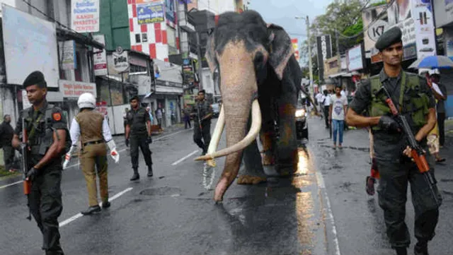 ରାଜନେତା ଏବଂ ଶିଳ୍ପପତୀଙ୍କ ପରେ ଏବେ ଭିଭିଆଇପି ତାଲିକାରେ ସାମିଲ୍ ହେଲା ହାତୀ ! ସେନାର ସୁରକ୍ଷା ଛାଉଣୀରେ ନଣ୍ଡୁନଗମୁବା ରାଜା ।