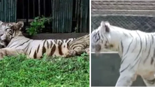 ନନ୍ଦନକାନନରେ ଅସୁସ୍ଥ ଥିବା ମହାବଳ ‘ଶୁଭ୍ରାଂଶୁ’କୁ ଦିଆଯିବ ସାଲାଇନ୍ । ରକ୍ତ ନମୂନା ଓ ମଳ ପରୀକ୍ଷା ପାଇଁ ଯିବ ଓୟୁଏଟି ।