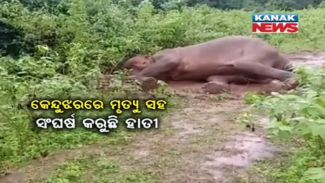 ସଙ୍କଟରେ ଗଜରାଜ । ନନ୍ଦନକାନନ ପରେ କେନ୍ଦୁଝରରେ ହରପିସ୍ ରୋଗ ବ୍ୟାପିଥିବା ଆଶଙ୍କା, ଆସିଲା ହାତୀ ଛଟପଟ ହେଉଥିବା ଦୃଶ୍ୟ