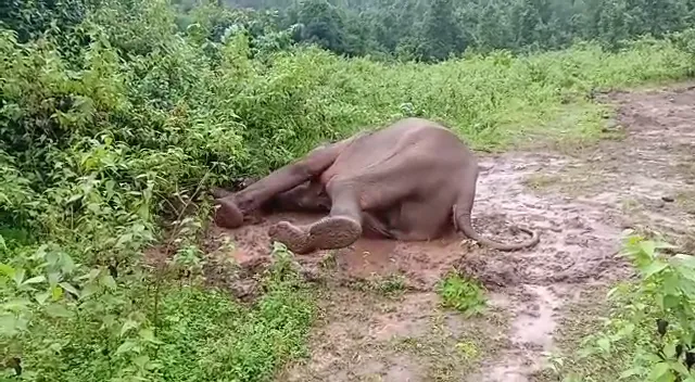 ଅସୁସ୍ଥ ହାତୀର ଯାଂଚ କଲେ ଶିମିଳିପାଳର ବିଶେଷଜ୍ଞ ଦଳ: ସଂଗ୍ରହ କଲେ ରକ୍ତ ନମୂନା, ରିପୋର୍ଟ ଆସିବା ପରେ ଜଣାପଡିବ ରୋଗର କାରଣ