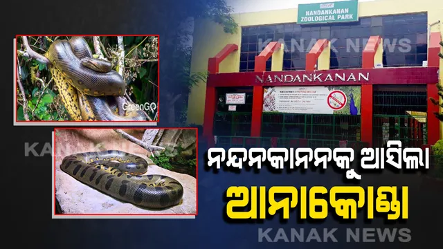 ନନ୍ଦନକାନନର ନୂଆ ଅତିଥି: ମାଡ୍ରାସରୁ ଆସିଲା ୯ଟି ଆନାକୋଣ୍ଡା ସହ ୩ ନୀଳ ନଦୀର କୁମ୍ଭୀର