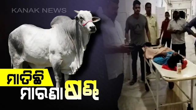 ଷଣ୍ଢକୁ ଦେଖିଲେ ଲାଗୁଛି ଡର ! ରାଜଧାନୀରେ ମାତିଛନ୍ତି ମାରଣା ଷଣ୍ଢ, ଯାହାକୁ ଦେଖୁଛି ତାକୁ ଭୁସୁଛି