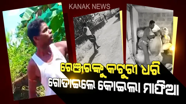 କୋଇଲା ମାଫିଆଙ୍କ ଆତଙ୍କରାଜ । ବନବିଭାଗ କର୍ମଚାରୀଙ୍କୁ କଟୁରୀ ଧରି ଗୋଡାଇଲେ, ଗାଡିକୁ ଢେଲା ମାରି ଭାଙ୍ଗିଲେ ।