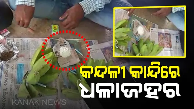 ରାଜନଗର ଅଂଚଳରେ ବ୍ୟାପୁଛି ଧଳା ଜହର କାରବାର: କଦଳୀ କାନ୍ଦି ଭିତରେ କଟକରୁ ଆସୁଛି ବ୍ରାଉନ ସୁଗାର; ସାପ୍ତାହିକ ହାଟରେ ହେଉଛି ବିକ୍ରି