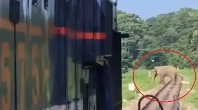 ରେଳ ଧାରଣାରେ ପାର ହେଉଥିଲା ହାତୀ, ଆଉ ଟ୍ରାକରେ ହାତୀକୁ ଦେଖି ହଠାତ୍ ବ୍ରେକ ମାରି ଟ୍ରେନ୍ ଅଟକାଇ ଦେଇଥିଲେ ଚାଳକ । ଭିଡିଓ ଭାଇରାଲ ପରେ ଚାଳକଙ୍କୁ ନିକଟକୁ ଛୁଟୁଛି ପ୍ରଂଶସାର ସୁଅ ।