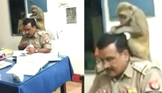 ଥାନାବାବୁଙ୍କ ମୁଣ୍ଡ ଉପରେ ବସିଲା , ଉକୁଣି ଖୋଜିଲା ଆଉ ପାଟିକୁ ପକାଇଲା ! ଭାଇରାଲ୍ ହେଉଛି ମାଙ୍କଡ଼ର ଉକୁଣିଖୋଜା ଭିଡିଓ । ଦେଖନ୍ତୁ ଭିଡିଓ