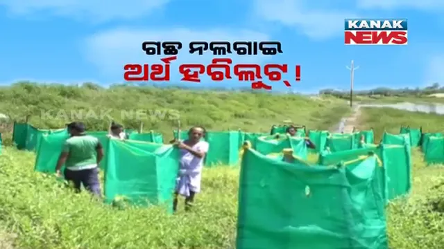 ପୁରୀ ଜିଲ୍ଲାରେ ଚାରା ଘୋଟାଲା ଅଭିଯୋଗ : ଗଛ ନଲଗାଇ ଅର୍ଥ ହରିଲୁଟ ଅଭିଯୋଗ ପରେ ପ୍ରଶାସନର ତନାଘନା, ୨୧ଟି ଫାଇଲକୁ ସ୍ଥଗିତ ରଖି ତଦନ୍ତ ଜାରି