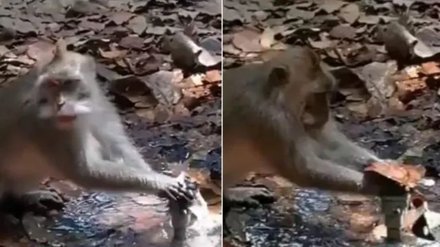 ବହି ଯାଉଥିଲା ପାଣି, ଶୁଖିଲା ପତ୍ର ସାହାଯ୍ୟରେ ପାଣି ଅଟକାଇବାକୁ ଚେଷ୍ଟା କରୁଥିଲା ମାଙ୍କଡ । ମାଙ୍କଡଟିର ଏହି ଭିଡିଓ ଦେଖିଲେ ଜଳ ନଷ୍ଟ କରୁଥିବା ଶିକ୍ଷିତ ସମାଜର ମୁଣ୍ଡ ନଇଁଯିବ ।