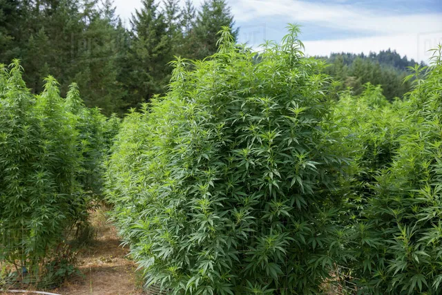 ରାଜ୍ୟରେ ଗଞ୍ଜେଇ ଚାଷକୁ ମନା : ଅବକାରୀ ସଚିବ କହିଲେ ଗଂଜେଇ ଚାଷ ଅନୁମତି ପ୍ରସ୍ତାବକୁ ଖାରଜ କଲା ଆଇନ ବିଭାଗ 