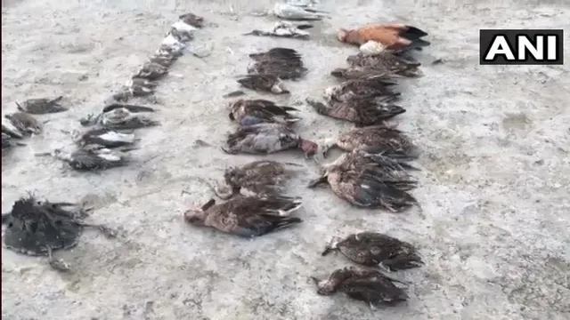 ରାଜସ୍ଥାନ ଜୟପୁରରେ ପକ୍ଷୀ ମଡ଼କ : ସାମ୍ଭର ହ୍ରଦ ନିକଟରେ ମରିପଡ଼ିଛନ୍ତି ଶହ ଶହ ବିଦେଶୀ ପକ୍ଷୀ 