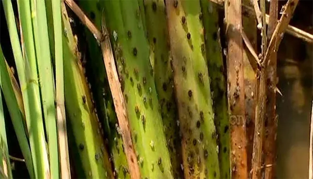 ଅମଳ ଖାଉଛି ଚକଡ଼ା ପୋକ : ଫସଲରେ ନିଆଁ ଲଗାଇଲେ ଚାଷୀ