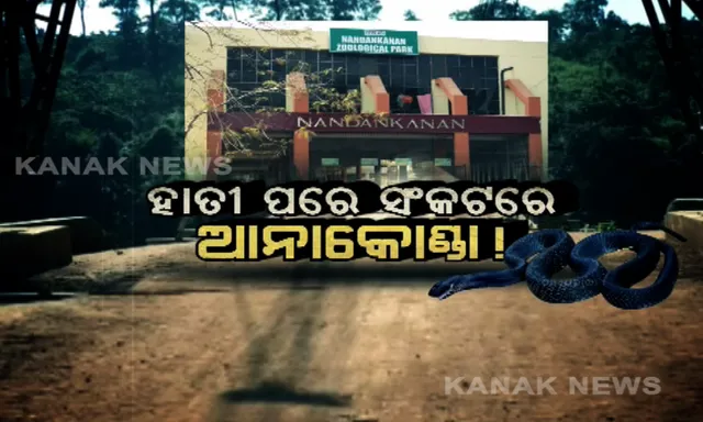 ନନ୍ଦନକାନନରେ ମରିଗଲା ଆଉ ଏକ ଆନାକୋଣ୍ଡା । ୩ ଦିନରେ ଗଲାଣି ୨ ଆନାକୋଣ୍ଡାର ଜୀବନ, ଆଉ ୪ ସାପ ଗୁରୁତର । କାହିଁକି ହେଉଛି ମୃତ୍ୟୁ, ଉଠିଲା ପ୍ରଶ୍ନ ।