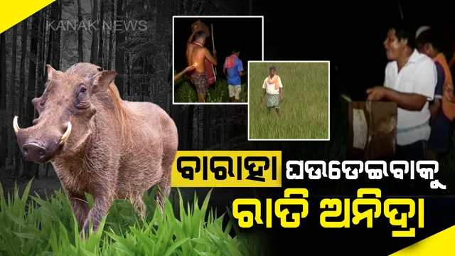 ଫସଲ ଖାଉଛି ଜଙ୍ଗଲୀ ଜନ୍ତୁ : ଧାନ ବିଲରୁ ବାରାହା ଘଉଡେଇବାକୁ ରାତି ଅନିଦ୍ରା, ଟିଣ ଡବାକୁ ବଜାଇ ବାଣ ଫୁଟାଇ ତଡୁଛନ୍ତି ବ୍ରହ୍ମପୁରର ଚାଷୀ
