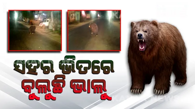 ନୂଆପଡାରେ ଭାଲୁ ଭୟ: ଜଙ୍ଗଲରୁ ଖସି ଆସି ସହରର ରାଜରାସ୍ତାରେ ଆତଙ୍କ ରଚୁଛନ୍ତି ତିନି ତିନିଟି ଭାଲୁ। ଲୋକେ ଭୟଭୀତ