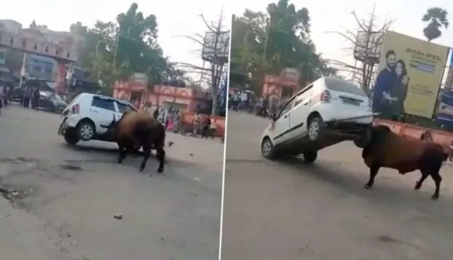 ହର୍ଣ୍ଣ ବଜାଇ ହଟହଟା ହେଲେ କାର ଚାଳକ । ମଝି ରାସ୍ତାରେ କାରକୁ ଉଠାଇ କଚାଡିଦେଲେ ଷଣ୍ଢ । ଦେଖନ୍ତୁ ଭିଡିଓ ।