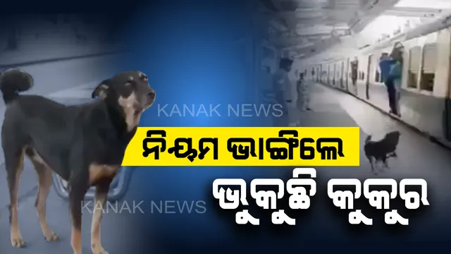 ଚର୍ଚ୍ଚାରେ ଚେନ୍ନାଇ କୁକୁର ! ନିୟମ ଭାଙ୍ଗିଲେ ଭୁକୁଛି, ଲୋକଙ୍କୁ ସଚେତନ କରାଉଛି । ପଶୁଟିଏ ହୋଇ ମଧ୍ୟ ସମାଜକୁ ନୀତିନିୟମ ଶିଖାଇ ଦେଉଛି ।