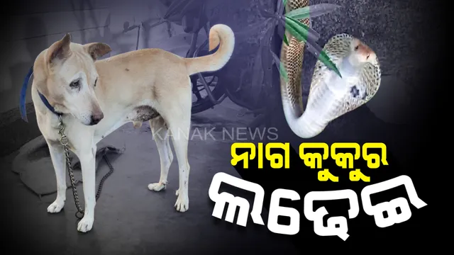 ମାଲିକଙ୍କ ଜୀବନ ବଞ୍ଚାଇଲା ପୋଷା କୁକୁର : ଜୟପୁରରେ ଘର ଭିତରକୁ ପଶୁଥିବା ନାଗ ସାପ ସହ ପାଖାପାଖି ୩୦ ମିନିଟ ଧରି ଲଢିଲା ଡଗି, ସାପକୁ କାମୁଡି କରିଦେଲା ଦୁଇଖଣ୍ଡ