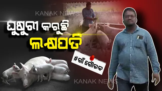 ଧନ ବର୍ଷା କରିବ ଧଳା ଘୁଷୁରୀ: ବର୍ଷକରେ ମାଲାମାଲ୍ ହୋଇଯିବେ ଚାଷୀ, ନିଆଳି ଯୁବକଙ୍କ ଚାଷର ନୂଆ ଫଣ୍ଡା ।