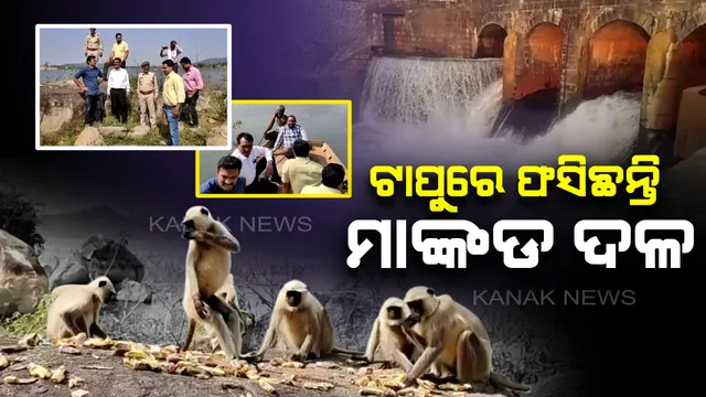 ଖାଦ୍ୟ ଅନ୍ୱେଷଣରେ ଯାଇ ପାହାଡ଼ରେ ଫସିଗଲେ ମାଙ୍କଡ଼ ଦଳ : ତିନି ମାସ ହେଲା ବିନା ଖାଦ୍ୟରେ ରହିଛନ୍ତି ଶହ ଶହ ମାଙ୍କଡ଼, ବନ ବିଭାଗ ପକ୍ଷରୁ ଉଦ୍ଧାର ଅଭିଯାନ ଆରମ୍ଭ