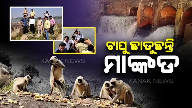 ପାଣି କମିବା ପରେ ଧୀରେ ଧୀରେ ଟାପୁ ଛାଡୁୁଛନ୍ତି ମାଙ୍କଡ : ଜଳବନ୍ଦୀ ମାଙ୍କଡକୁ ଉଦ୍ଧାର କରିବାକୁ ଛତିଶଗଡରେ ଜୋର ଧରିଛି ବଡ ଅପରେସନ, ଦୁଧିଆ ଜଳଭଣ୍ଡାରରୁ ନିଷ୍କାସନ କରାଯାଉଛି ପାଣି 