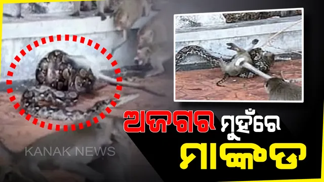 ଅଜଗର ମୁହଁରେ ମାଙ୍କଡ । ଜୀବନ ବଞ୍ଚାଇବା ପାଇଁ କରୁଛି ସଂଘର୍ଷ । ଦେଖନ୍ତୁ ଭିଡିଓ...