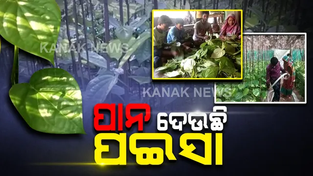 ରାଜ୍ୟ ବାହାରେ ରାଜ୍ କରୁଛି ବାଲେଶ୍ୱର ପାନ : ବିହାର, ଝାରଖଣ୍ଡ, ଦିଲ୍ଲୀ, ମୁମ୍ବାଇ ଓ ଗୁଜୁରାଟରେ ବଢୁଛି ବାଲିଆପାଳ ପାନର ଚାହିଦା, ଲାଭ ପାଉଛନ୍ତି ବ୍ୟବସାୟୀ କ୍ଷତି ସହୁଛନ୍ତି ଚାଷୀ