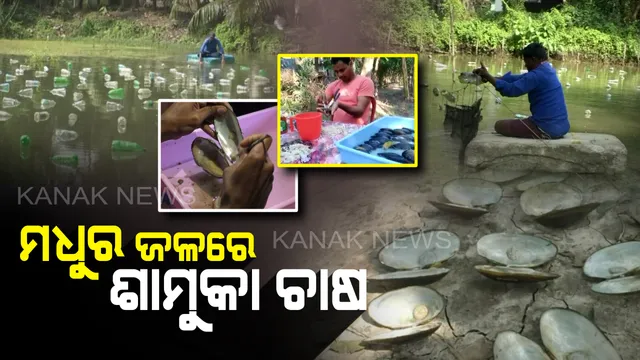 ମୁକ୍ତା ! ଗରିବଙ୍କ ପାଇଁ ସ୍ୱପ୍ନ, ଧନୀ ପାଇଁ ସାଧାରଣ । ଲୁଣି ପାଣି ନୁହେଁ ମଧୁର ଜଳରେ ଶାମୁକା ଚାଷ କରି ଉଦାହରଣ ସୃଷ୍ଟି କରିଛନ୍ତି ଓଡ଼ିଆ ପୁଅ ।