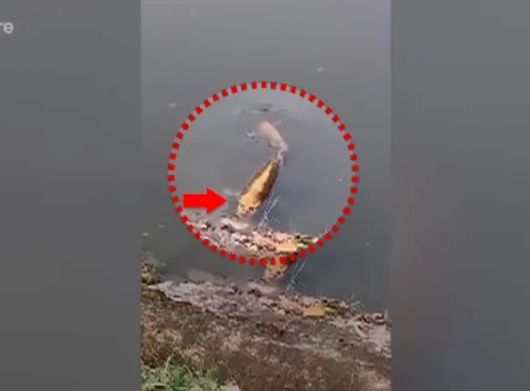 ଚୀନ ହ୍ରଦରେ ବୁଲୁଛି ବିରଳ ମାଛ । ମଣିଷର ମୁହଁ ଭଳି ଦେଖବାକୁ ମାଛର ମୁହଁ । ସୋସିଆଲ୍ ମିଡିଆରେ ଭାଇରାଲ୍