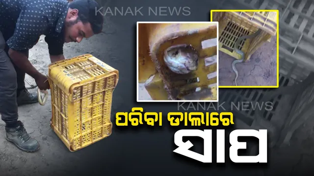 ପରିବା ଡାଲାରେ ସାପ : ଝାରପଡ଼ା ହାଟରେ ବ୍ୟବସାୟୀ କ୍ରେଟ୍ ସଜାଡିବା ବେଳେ ସାମ୍ନାକୁ ଆସିଲା ନାଗ, ସ୍ନେକ୍ ହେଲ୍ପ ଲାଇନ୍ ସହାୟତାରେ ଉଦ୍ଧାର ହେଲା ସାପ