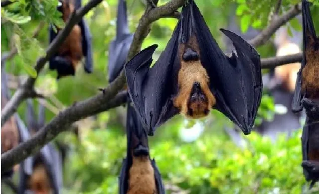 କନ୍ଧମାଳରୁ ଲୋପ ପାଇଯିବ ବାଦୁଡ଼ି ବଂଶ ! ଫାସ ପକାଇ, ବିଷ ଦେଇ ମରାଯାଉଛି, ଗୋଟାକୁ ହଜାରେ ଟଙ୍କାରେ ବିକ୍ରି ହେଉଛି ।