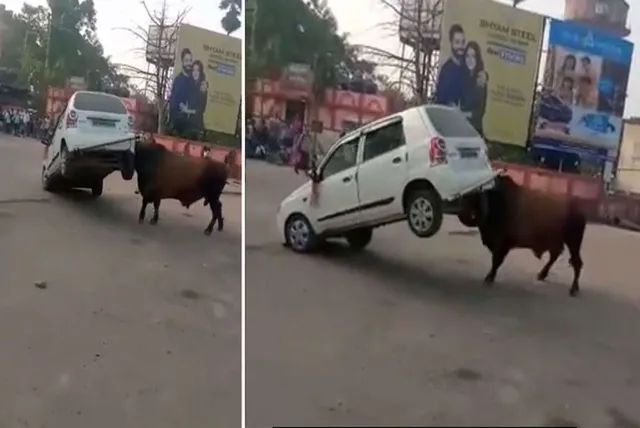 ହର୍ଣ୍ଣ ବଜାଇବାରୁ ରାଗିଗଲେ ଷଣ୍ଢ ମହାରାଜ । ଶିଙ୍ଘରେ କାରକୁ ଉଠାଇ କଚାଡିଲେ । ଭାଇରାଲ୍ ହେଲା ଭିଡିଓ ।