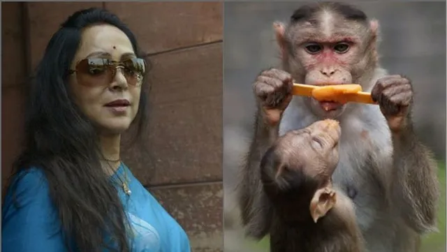 ଲୋକସଭାରେ ଉଠିଲା ମାଙ୍କଡ ଆତଙ୍କ ପ୍ରସଙ୍ଗ । ବିଜେପି ସାଂସଦ ହେମାମାଳିନୀ କହିଲେ, ମାଙ୍କଡ ଏବେ ଆଉ ଫଳ ନୁହେଁ ସିଙ୍ଗଡା ଖାଉଛନ୍ତି, ଫ୍ରୁଟି ପିଉଛନ୍ତି ।