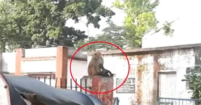 ୧୧ କେଭି ବିଦ୍ୟୁତ୍ ତାର ସଂସ୍ପର୍ଶରେ ଆସି ଛଟପଟ ହେଉଥିଲା ଛୁଆ, କୋଳରେ ଉଠାଇ ନେଇ ହସ୍ପିଟାଲରେ ପହଞ୍ଚିଲା ମା’ ମାଙ୍କଡ । ଆଉ ତା ପରେ... ।