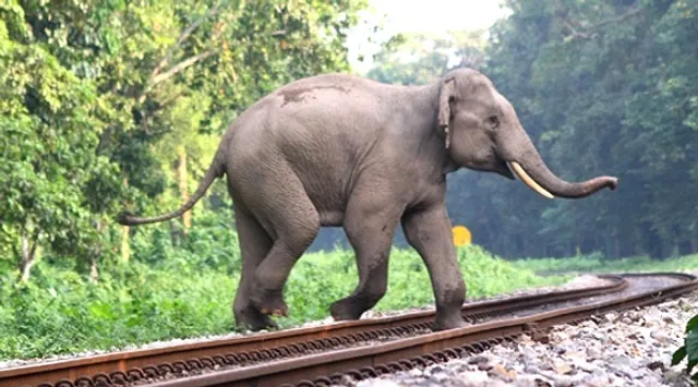 ବିଦ୍ୟୁତ ତାର ଲାଗି ଚାଲିଗଲା ଦନ୍ତାହାତୀର ଜୀବନ । ଶିକାରୀ କାଟିନେଲେ ଦାନ୍ତ, ତଦନ୍ତ କରୁଛି ବନବିଭାଗ ।