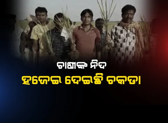 ଅମଳକୁ ଅପେକ୍ଷା କରିଥିବା ପାଚିଲା ଧାନ ରୋଗ-ପୋକ କବଳରେ : କାମ କରୁନି କୀଟନାଶକ, ଚିନ୍ତାରେ ଚାଷୀ