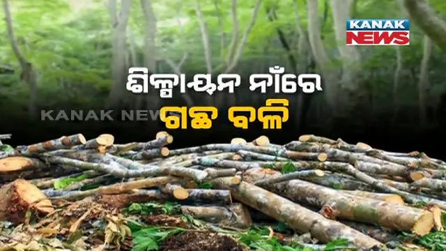 ଶିଳ୍ପାୟନ ନାଁରେ ବେଧଡକ ଚାଲିଛି ଗଛ କଟା । ମାଟିରେ ପଡିଛି ଶାଳ, ଶାଗୁଆନ ପରି ମୂଲ୍ୟବାନ ଗଛ, ଜଙ୍ଗଲରୁ ଗଛ କାଟି ପଦା କରିଦେଉଛି ଠିକା କମ୍ପାନୀ ।